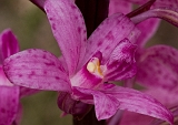 Dipodium roseum Rosy Hyacinth-orchid5